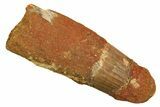 Fossil Spinosaurus Tooth - Feeding Worn Tip #298095-1